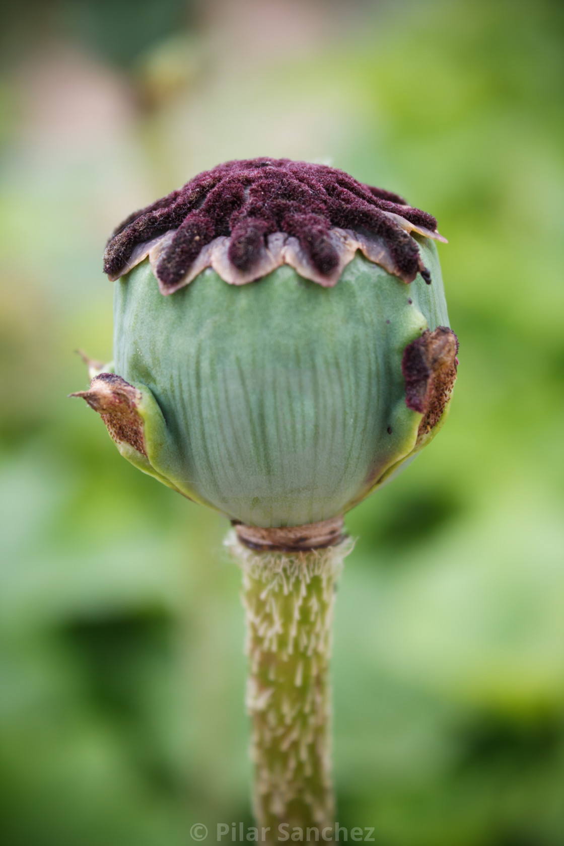 "Poppy bud, side view" stock image