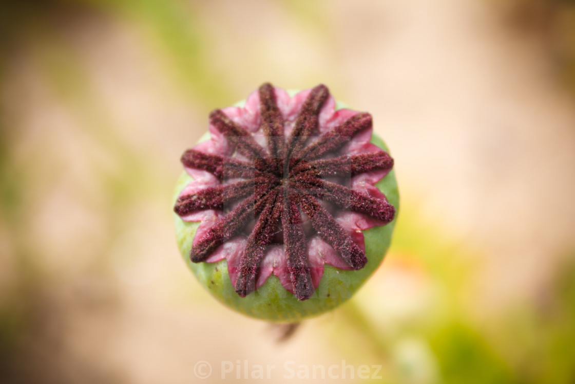 "Poppy bud, top view" stock image