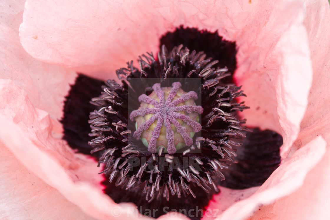 "Pink Poppy" stock image