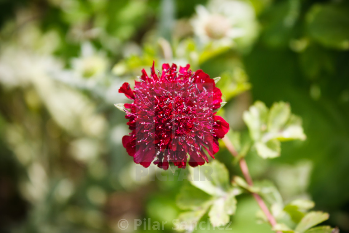 "Knautia macedonica" stock image