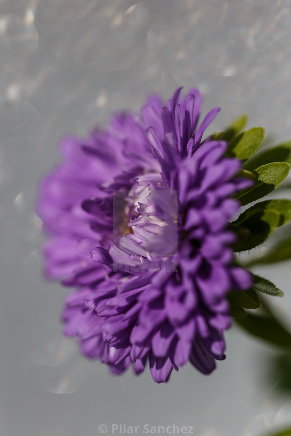 "Purple China Aster Flower" stock image