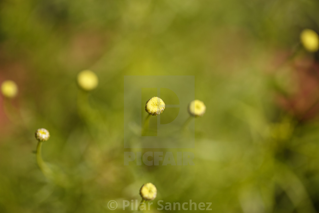 "Yellow flowers" stock image