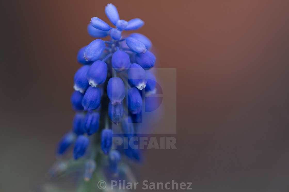 "Grape Hyacinth" stock image