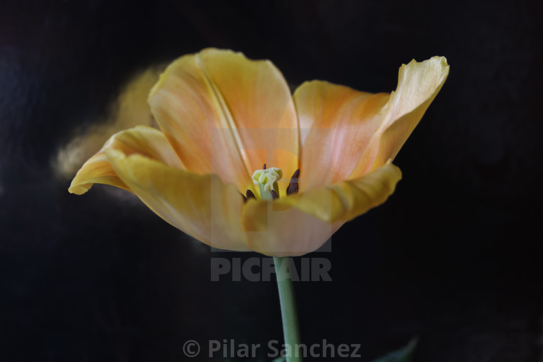 "Yellow Tulip" stock image