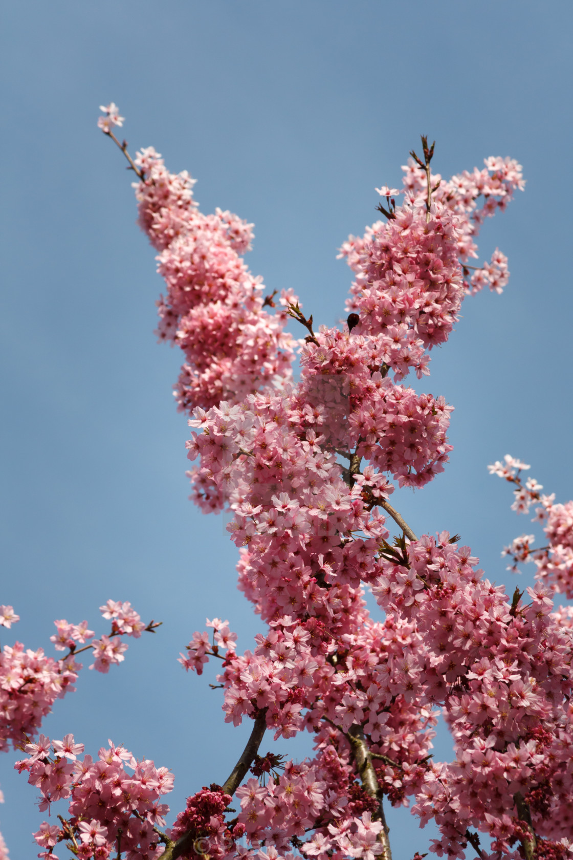 "Cherry blossom" stock image