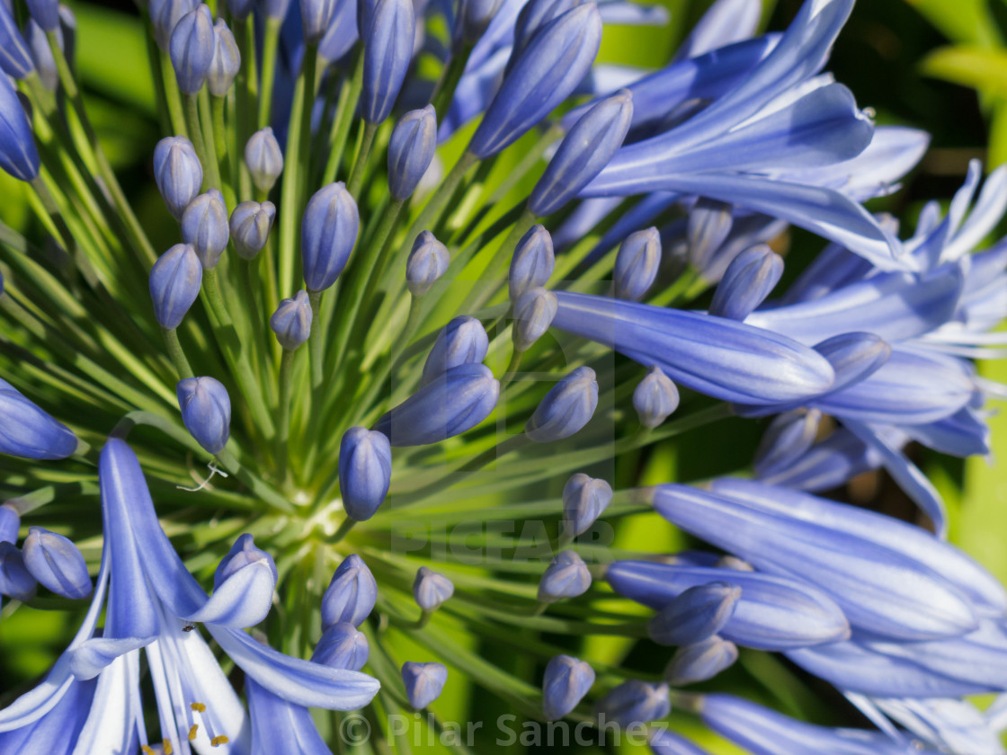 "African Lily 'Brilliant Blue'" stock image