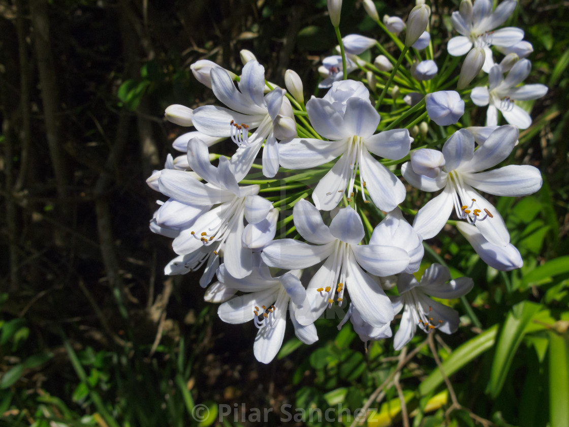 "African Lily" stock image