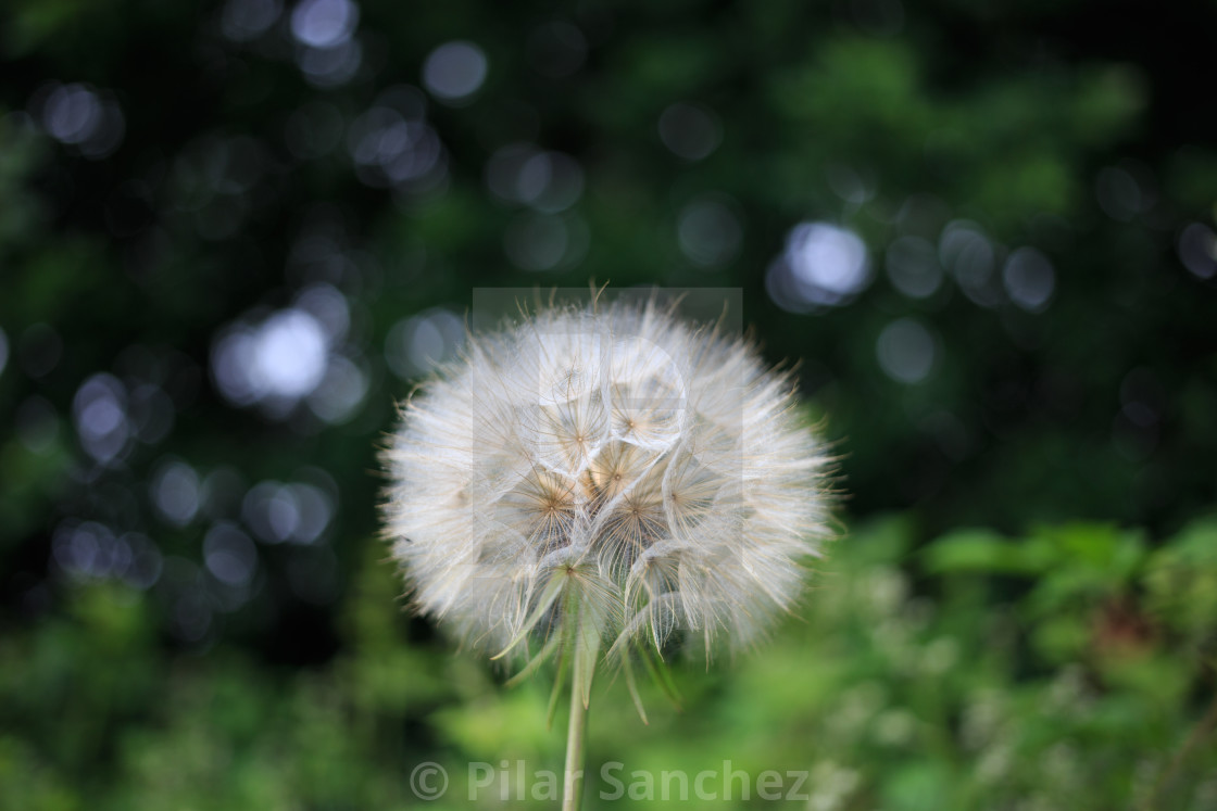 "Isolated Dandelion, side view" stock image