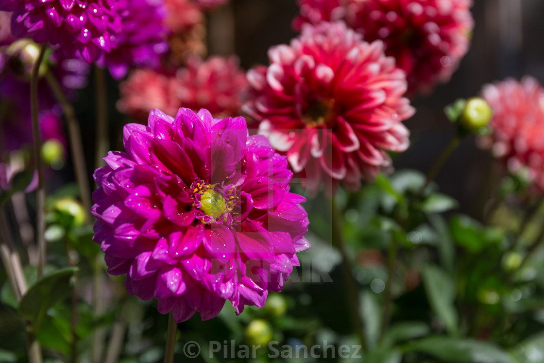 "Pink Dahlia with water drops" stock image