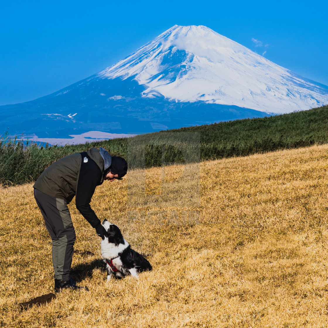 "Border Collie on Summit" stock image