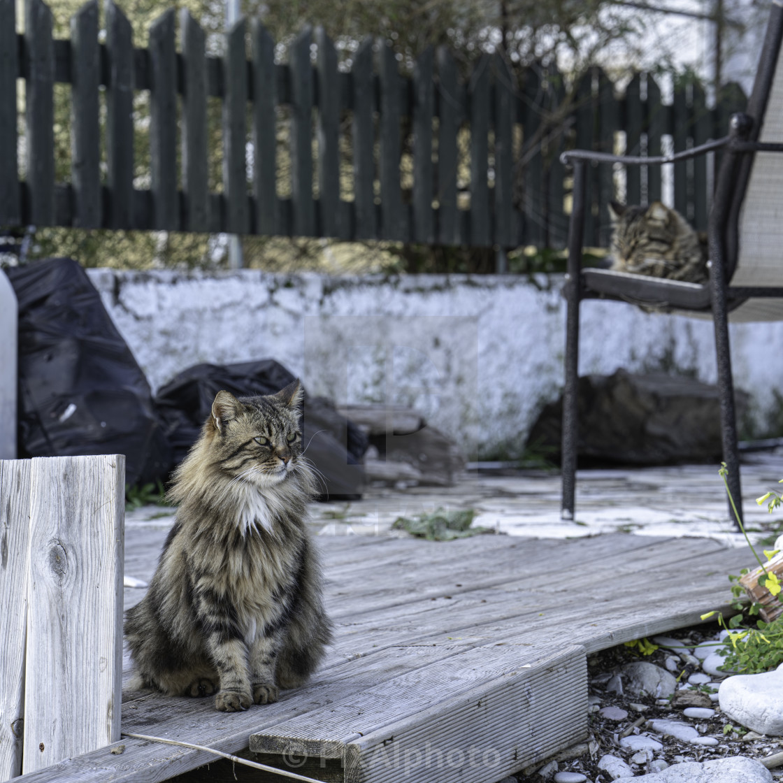 "Happy Cats" stock image