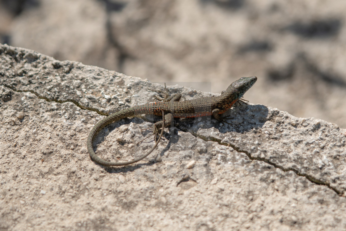 "Common Lizard" stock image