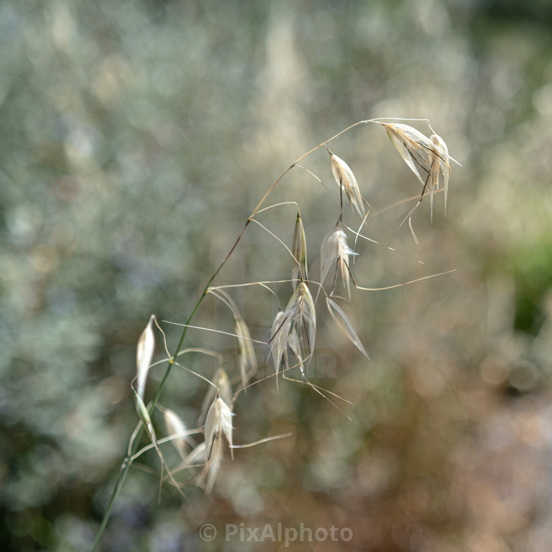 "Grass Seedheads" stock image