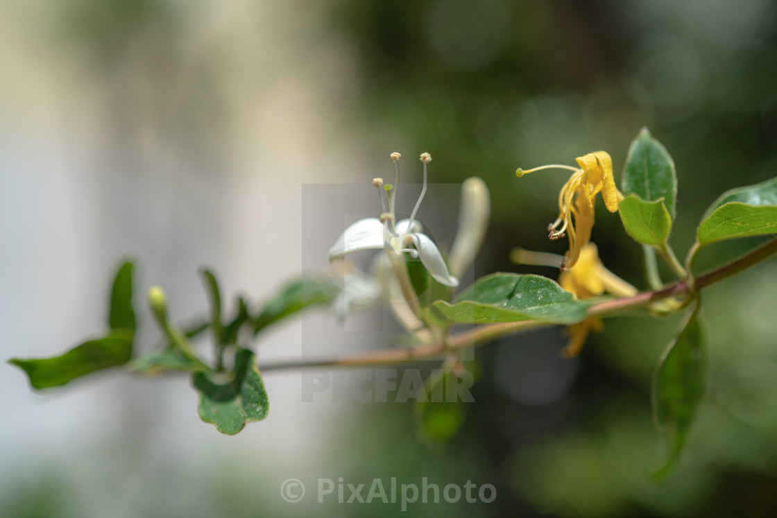 "Honeysuckle Flowers Dancing" stock image