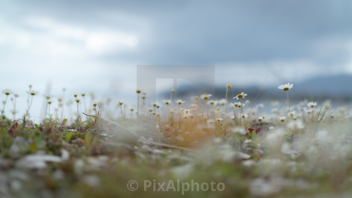 "Flowers On The Fortress Wall" stock image