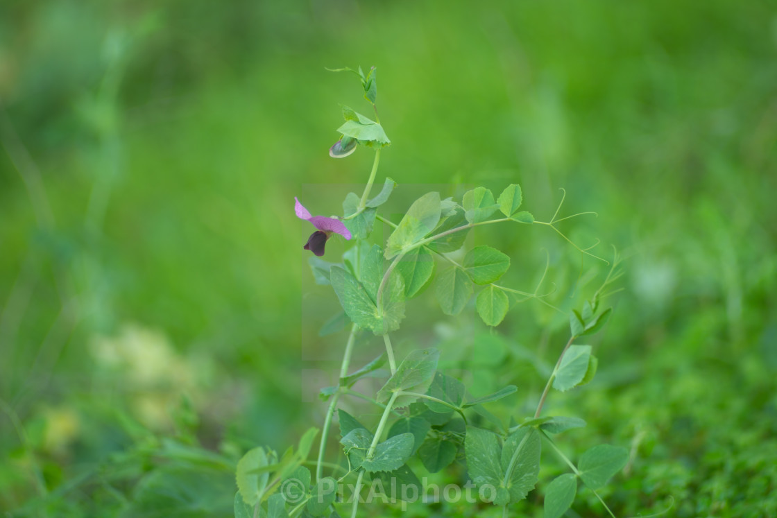 "Wild Pea" stock image