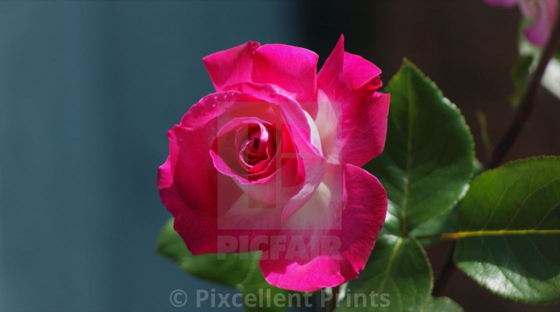 from £4.95