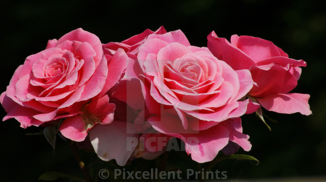 from £4.95