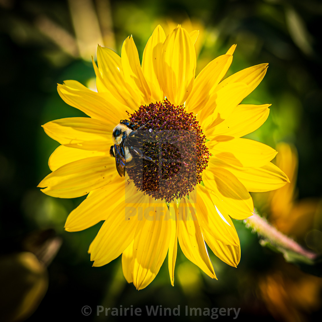 "Bumblebee on Sunflower" stock image