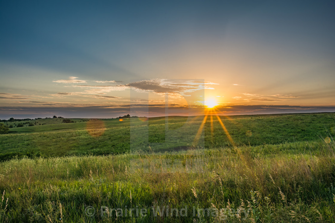 "Tallgrass Prairie Sunstar" stock image