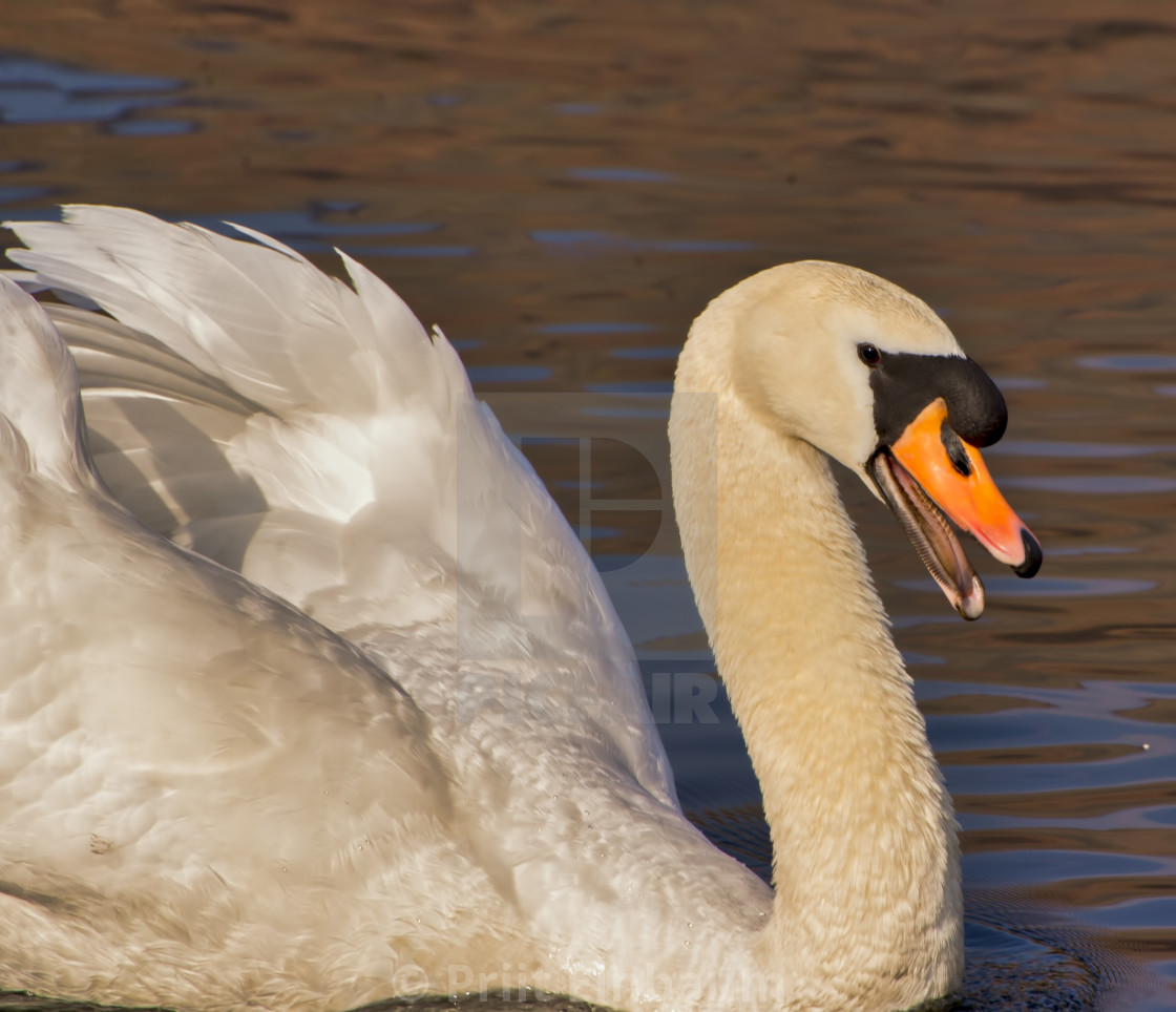 "Squawking!" stock image