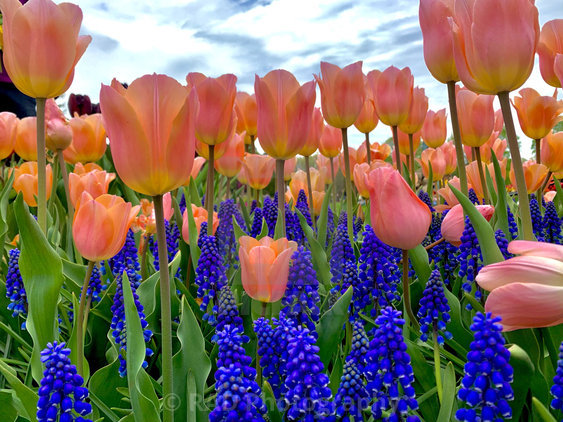 "Flowers" stock image