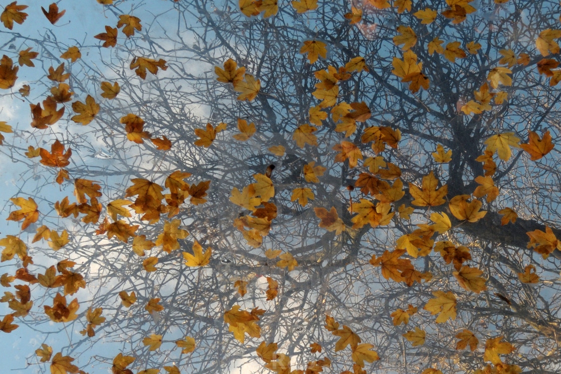 "Leaves" stock image