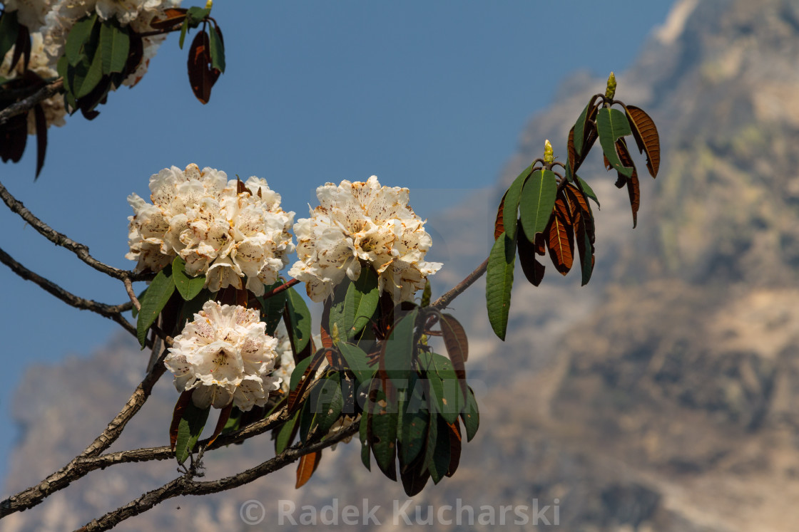 "Inflorescences of Rhododendron. Langtang National Park, Nepal." stock image