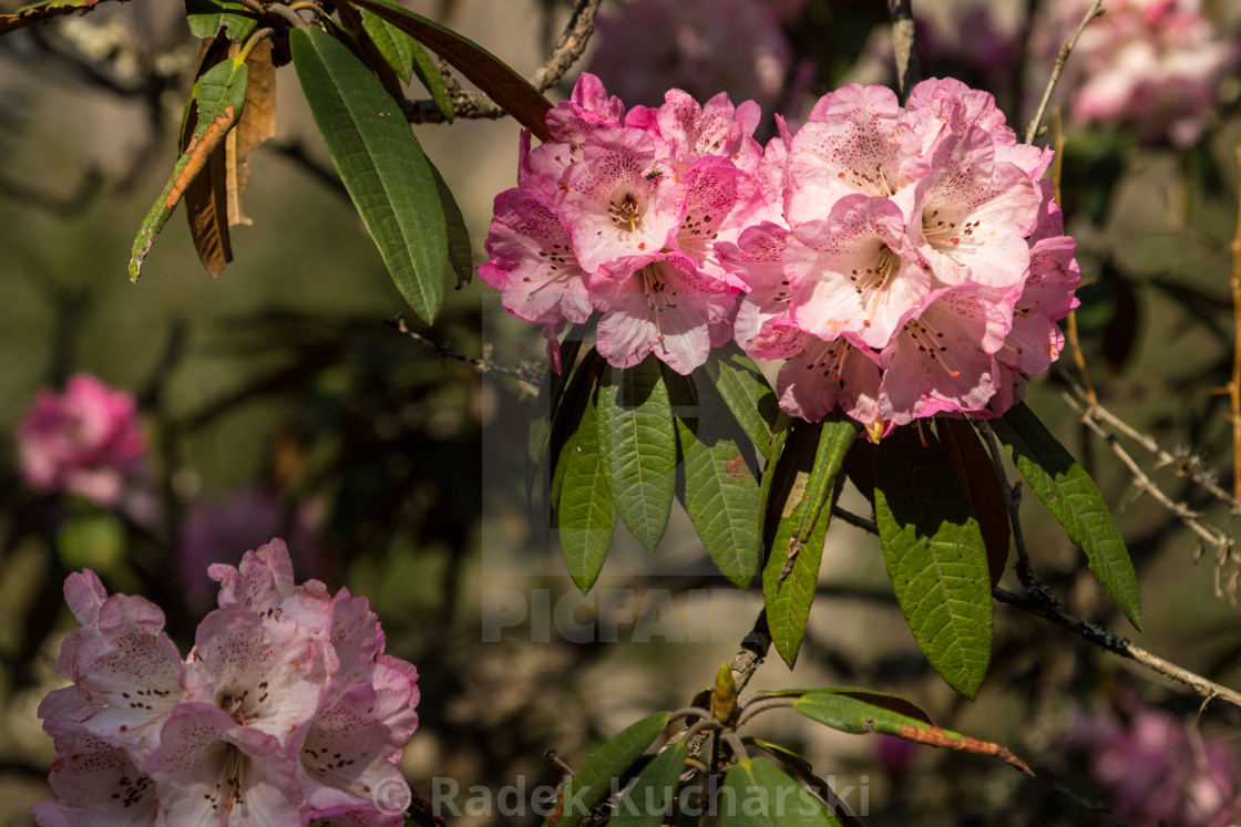 "A pink Rhododendron flower photographed in the Langtang Valley" stock image