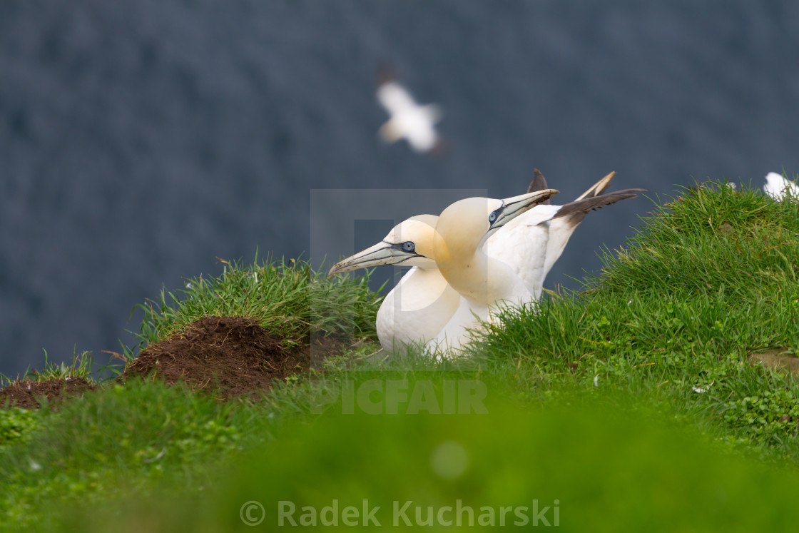 "Northern gannets on the Mykineshólmur island of Faroe Islands" stock image