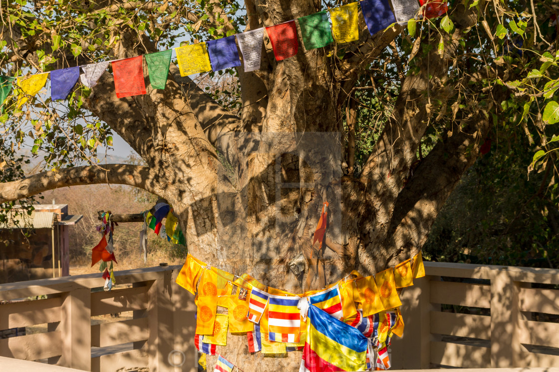 "Sacred fig tree in Sanchi" stock image