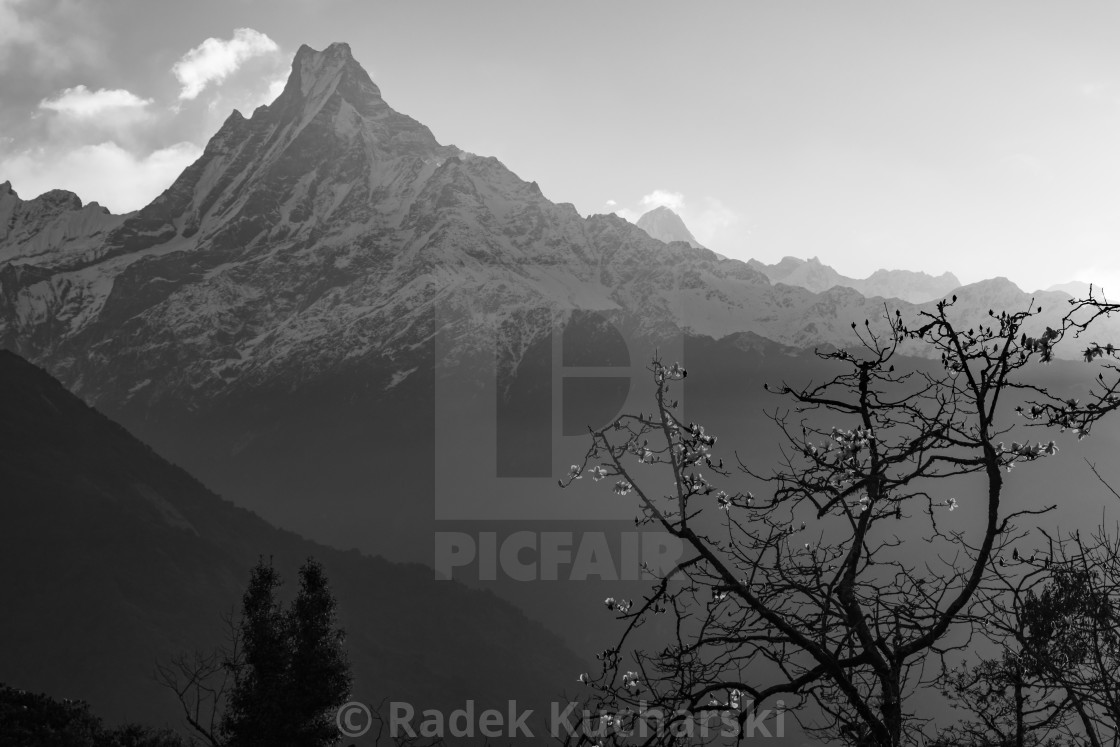 "Machapuchare at sunrise. A greyscale photograph." stock image