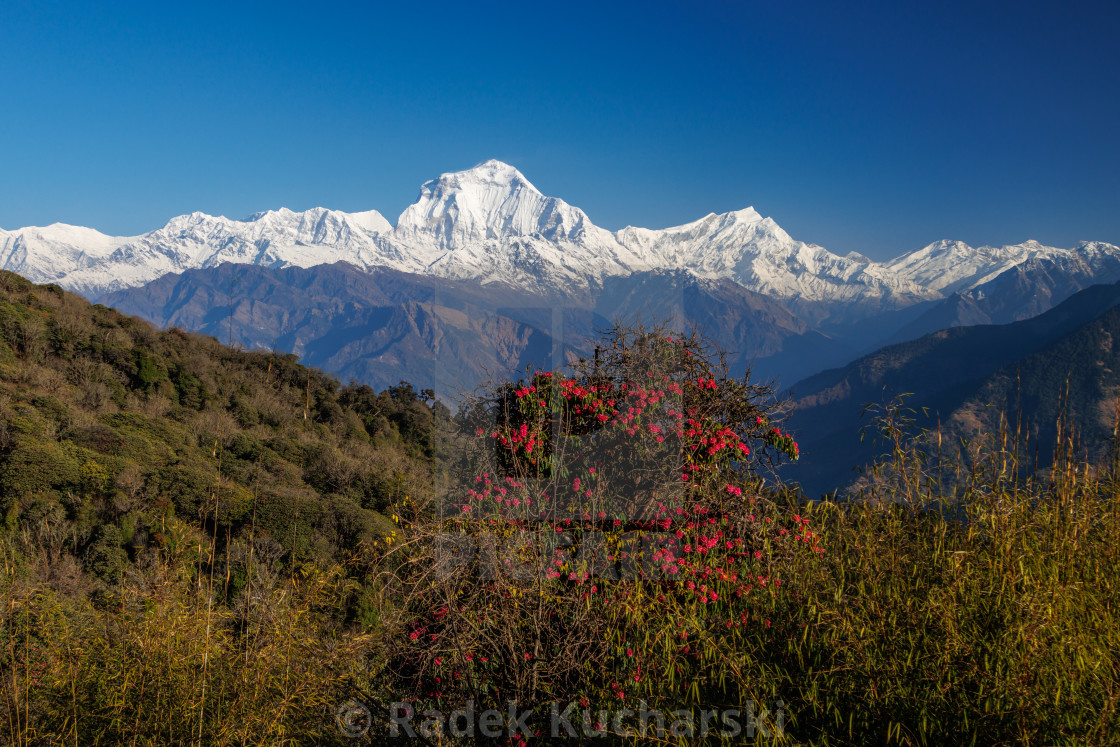 "Dhaulagiri (8167m), a morning view from Ghorepani" stock image