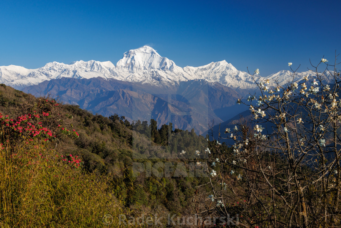 "Dhaulagiri (8167m), a morning view from Ghorepani" stock image