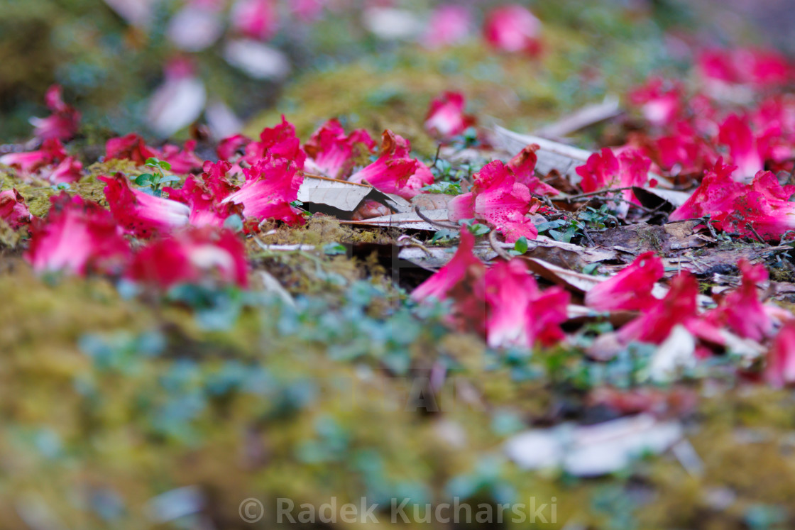 "Fallen flower petals in the Rhododendron forest" stock image