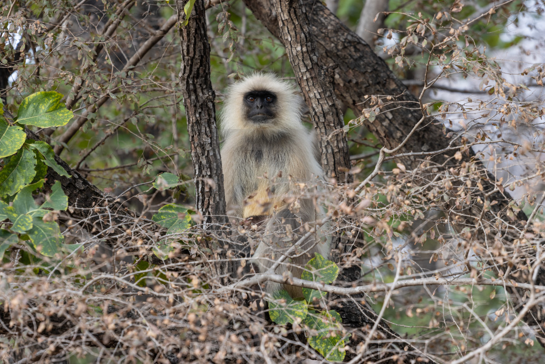 "Gray langur on a tree in Ranthambore" stock image