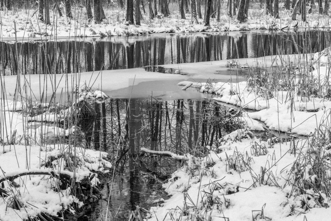 "Winter in the riparian forest of Sapina Valley" stock image