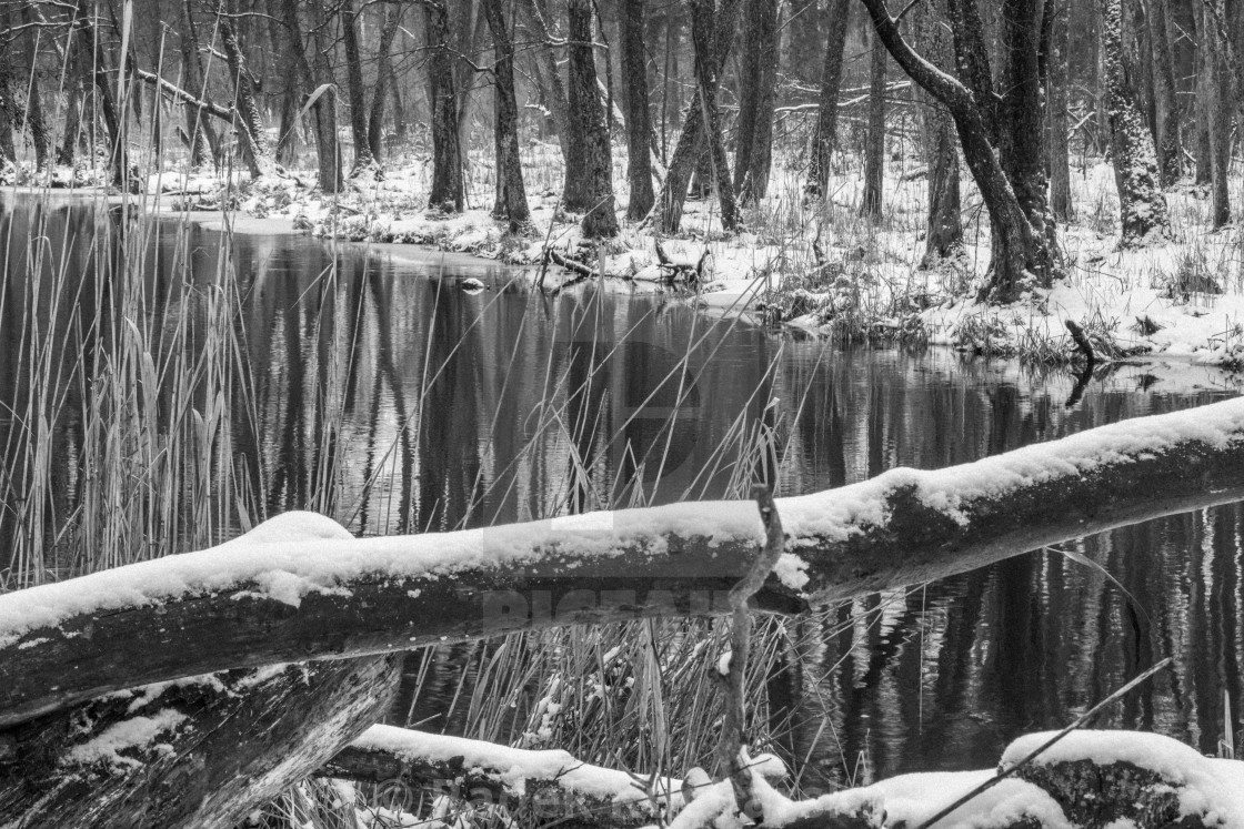 "Winter in the riparian forest of Sapina Valley" stock image