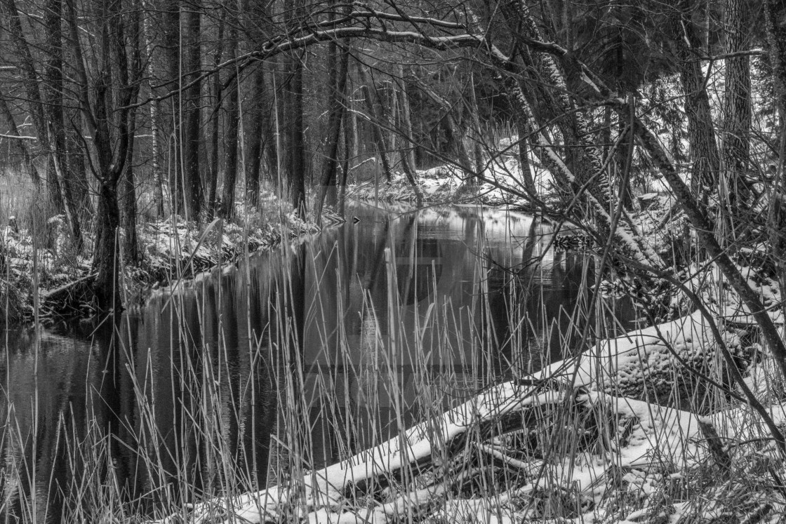 "Winter in the riparian forest of Sapina Valley" stock image