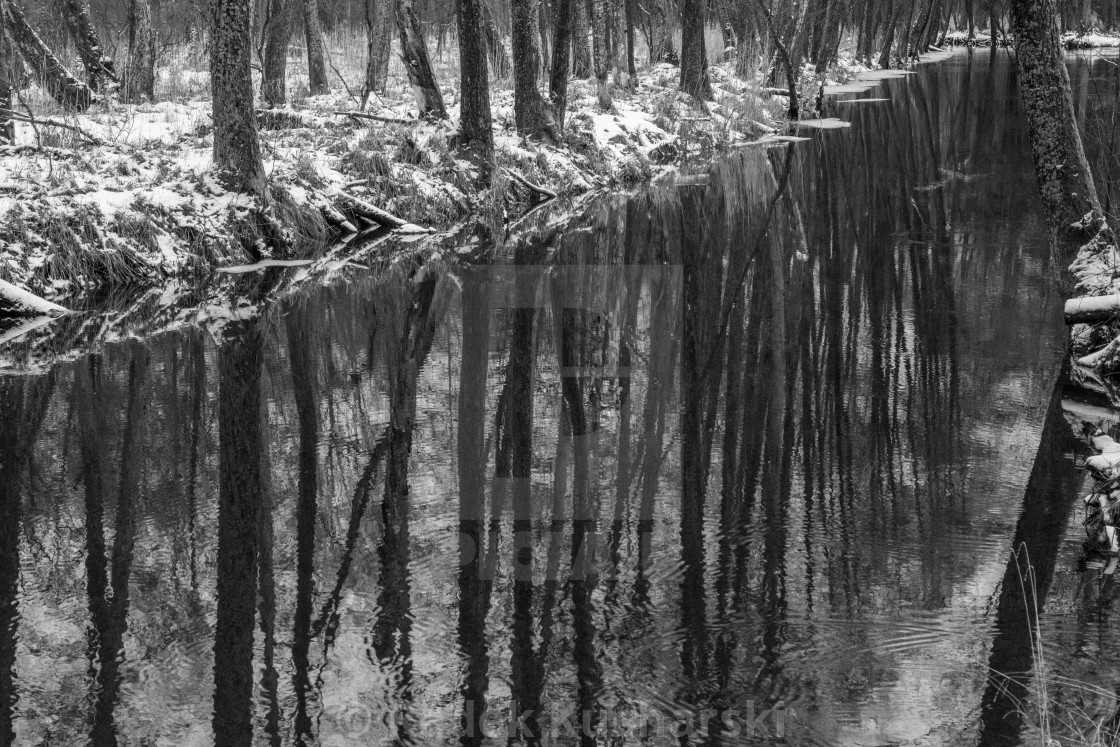 "Winter in the riparian forest of Sapina Valley" stock image