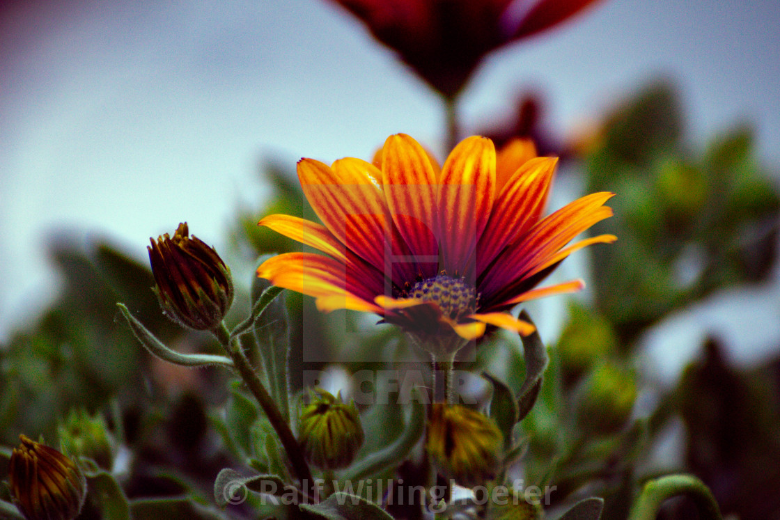 "Summerflower" stock image