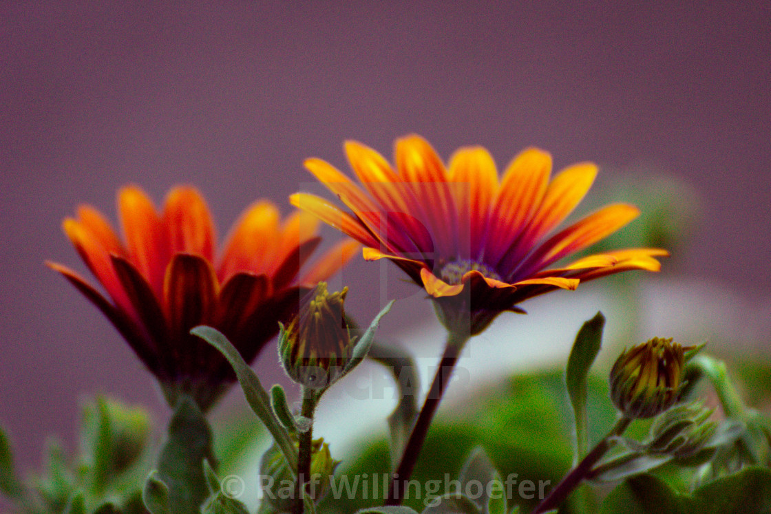 "Colors of the nature" by Ralf Willinghoefer - $7.70 "Colors of the nature" stock image