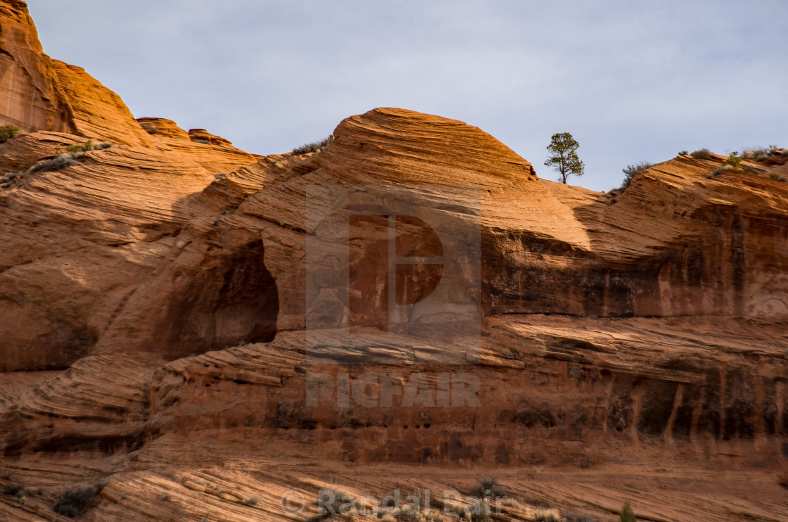 "Petrified sand dune and Ponderosa pine tree" stock image