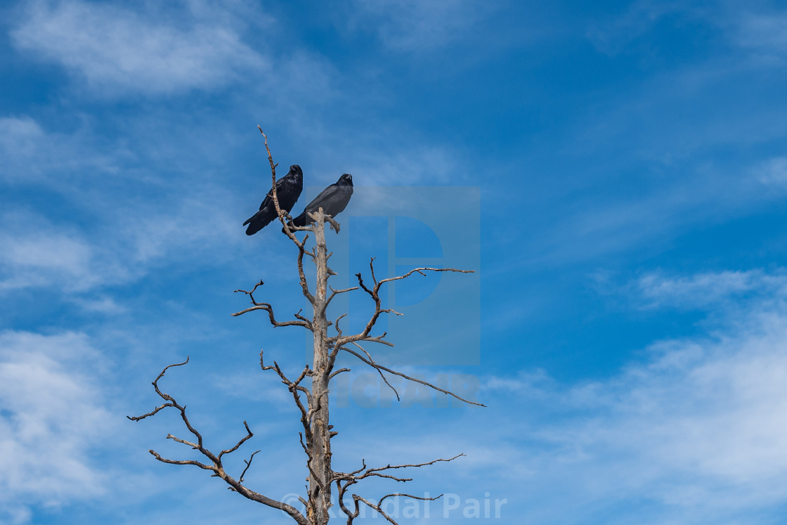 "Ravens on a Ponderosa pine snag" stock image