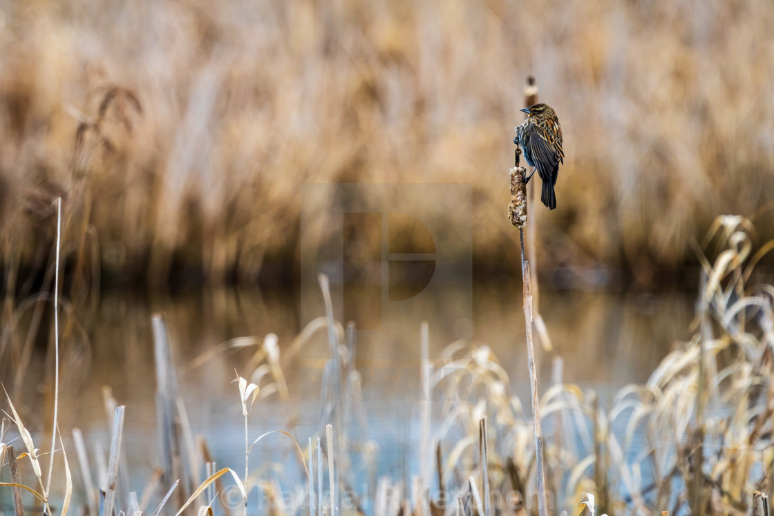 "Red-winged Blackbird on Cattail, Lowlands Farm" by Randal R Ketchem - $15.39 "Red-winged Blackbird on Cattail, Lowlands Farm" stock image