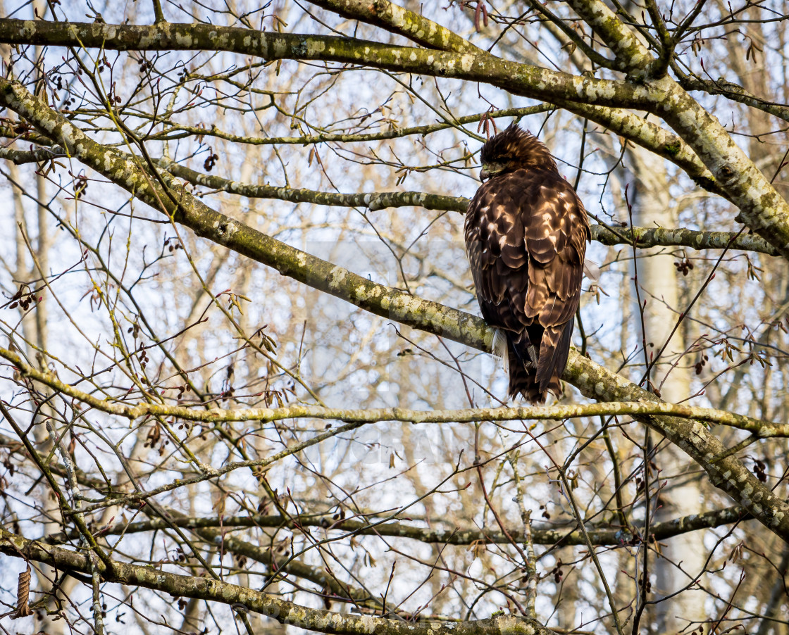 "Red Tail Hawk, Cold Shoulder" by Randal R Ketchem - $15.39 "Red Tail Hawk, Cold Shoulder" stock image