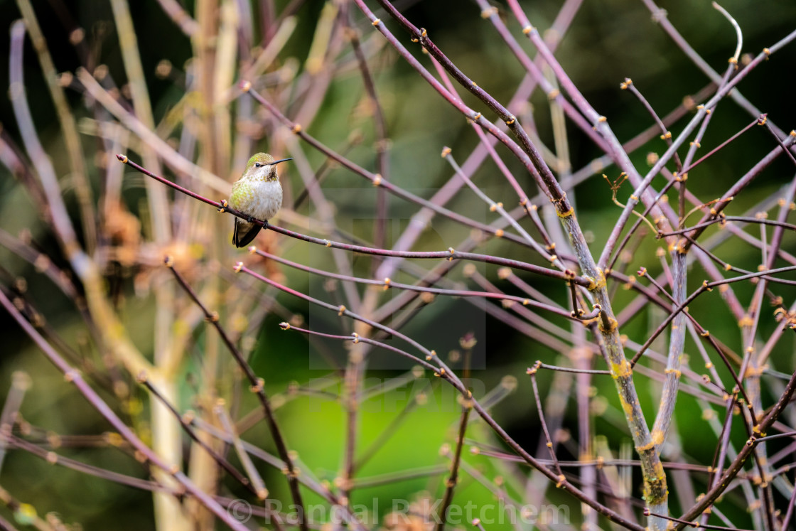 "Hummingbird, Between the Feeds" by Randal R Ketchem - $15.39 "Hummingbird, Between the Feeds" stock image