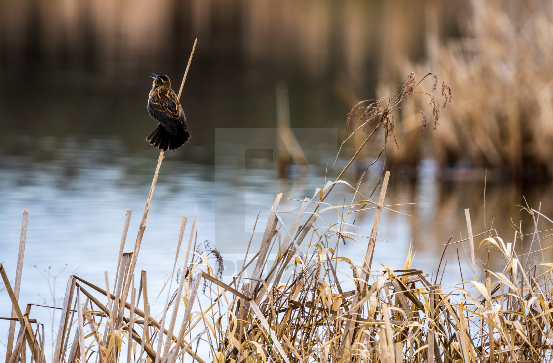 "Red-winged Blackbird Singing, Lowlands Farm" by Randal R Ketchem - $15.39 "Red-winged Blackbird Singing, Lowlands Farm" stock image