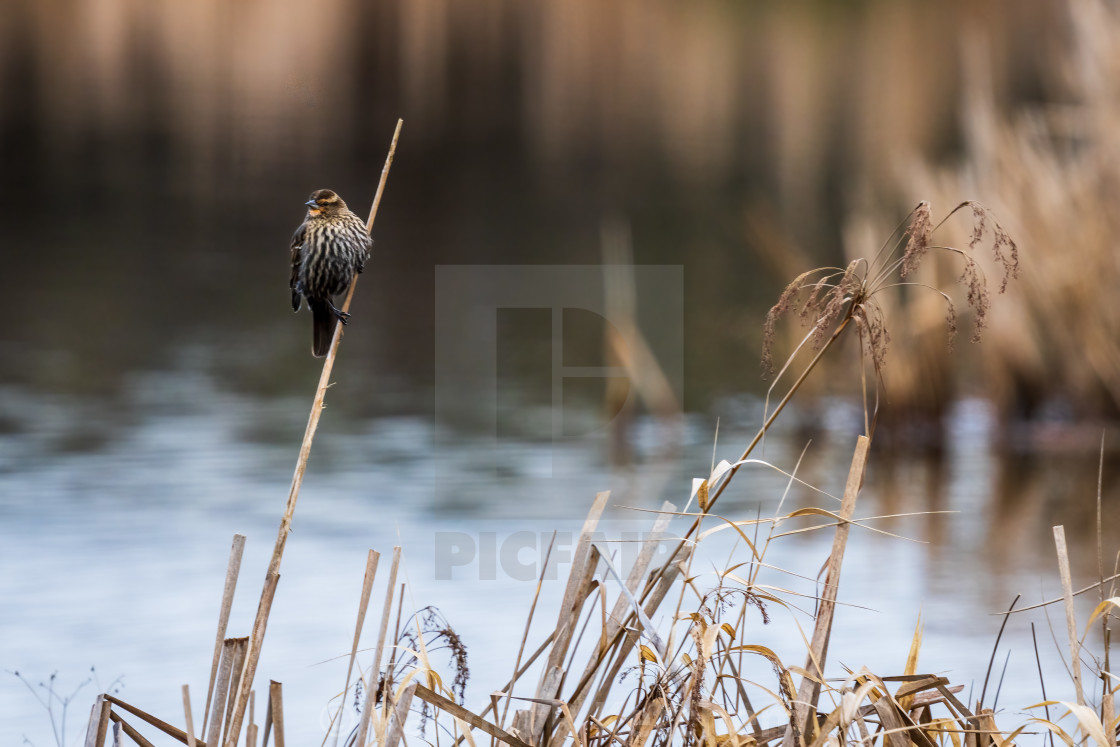 "Red-winged Blackbird Perched, Lowlands Farm" by Randal R Ketchem - $15.39 "Red-winged Blackbird Perched, Lowlands Farm" stock image