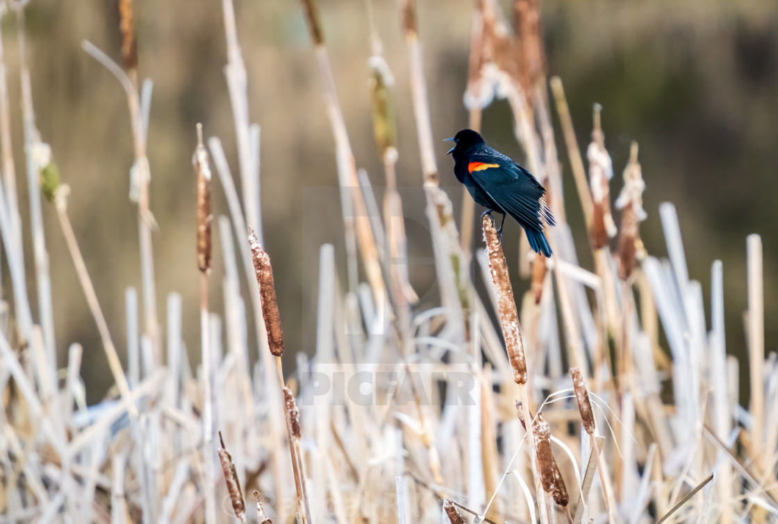 "Red-Winged Blackbird Singing, Lowlands Farm" by Randal R Ketchem - $15.39 "Red-Winged Blackbird Singing, Lowlands Farm" stock image